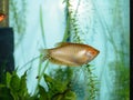 A Golden Gourami fresh water tropical fish