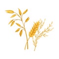 Golden Grain Crop Ear or Grain Head Vector Illustration