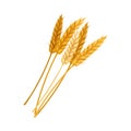 Golden Grain Crop Ear or Grain Head Vector Illustration