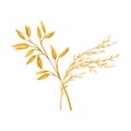 Golden Grain Crop Ear or Grain Head Vector Illustration