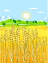 Golden grain-field