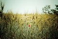 Golden grain field closeup with poppy flower Royalty Free Stock Photo