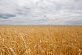 Golden grain field ripe for harvesting under stormy sky Royalty Free Stock Photo