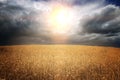 Golden grain field ripe for harvesting under stormy sky Royalty Free Stock Photo