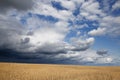 Golden grain field ripe for harvesting under stormy sky Royalty Free Stock Photo