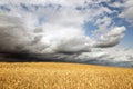 Golden grain field ripe for harvesting under stormy sky Royalty Free Stock Photo