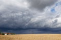 Golden grain field ripe for harvesting under stormy sky Royalty Free Stock Photo