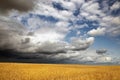 Golden grain field ripe for harvesting under stormy sky Royalty Free Stock Photo