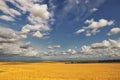 Golden grain field ripe for harvesting under stormy sky Royalty Free Stock Photo