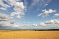 Golden grain field ripe for harvesting under stormy sky Royalty Free Stock Photo