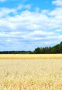 Golden grain fields to a forest edge under a blue sky with white clouds Royalty Free Stock Photo