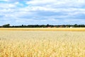 Golden grain fields to a forest edge under a blue sky with white clouds Royalty Free Stock Photo