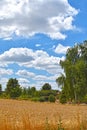 Golden grain fields to trees under a blue sky with white clouds Royalty Free Stock Photo