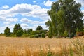 Golden grain fields to trees under a blue sky with white clouds Royalty Free Stock Photo