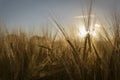 Golden grain standing in field lit by the sun during sunset golden hour Royalty Free Stock Photo
