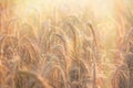 Golden grain of wheat - wheat field will bring a rich harvest