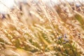 Golden Grain of Wild wheat on sunrise close up Royalty Free Stock Photo