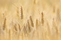 golden grainfield at sunset close up Royalty Free Stock Photo