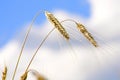 Golden grains of rye Royalty Free Stock Photo