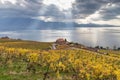 Vineyards and lake Leman 4 Royalty Free Stock Photo