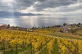 Vineyards and lake Leman 6 Royalty Free Stock Photo