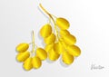 Golden grape on white background.Vector illustration
