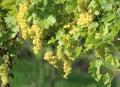 Golden grapes in a vineyard Royalty Free Stock Photo