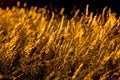 Golden grass