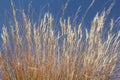 Golden Grass In blue sky. Royalty Free Stock Photo