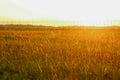 Golden grass field in the evening sunlight Royalty Free Stock Photo