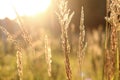 Golden grass field at sunset. selective focus Royalty Free Stock Photo