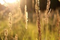 Golden grass field at sunset. selective focus Royalty Free Stock Photo