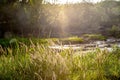 Golden grass flowers. Sunset.