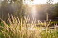 Golden grass flowers, sunset