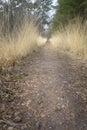 Golden grass growing beside the path way in pine forest