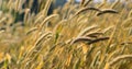 Golden grass heads in a meadow Royalty Free Stock Photo