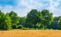 Golden grass meadow with trees and blue sky, Beautiful landscape in the Melanen, Halsteren, Bergen op zoom, The netherlands