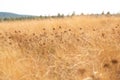 Golden grass moving in the wind with dry blooms Royalty Free Stock Photo