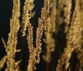 Golden grass nature abstract