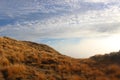 Golden grass New Zealand Paparoa Royalty Free Stock Photo