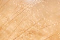Golden Grass Seeds Abstract Royalty Free Stock Photo