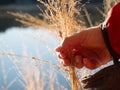 Golden grass talk in hand. Woman hand torn long blades