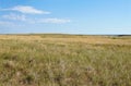 Golden grasses of a prairie