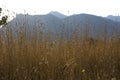 Golden Grasses with Purple Mountain Background