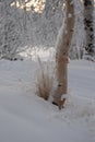 Golden grasses and a silver birch tree grow up out of snow Royalty Free Stock Photo