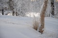 Golden grasses and a silver birch tree grow up out of snow Royalty Free Stock Photo