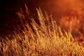 Golden grasses at sunrise Royalty Free Stock Photo