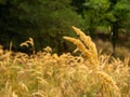 Golden grasses in the warm autumn light Royalty Free Stock Photo