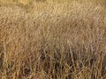 Golden grassland background texture.