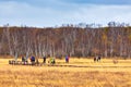 Golden grassland of Sun lake in Bashang grassland